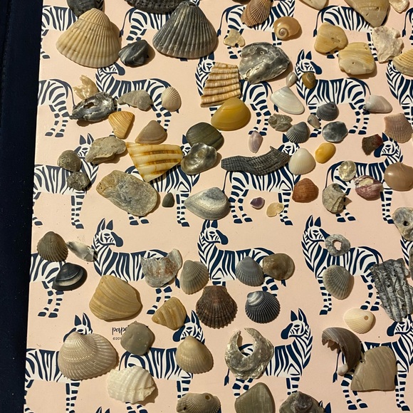 Assorted Seashell Collection - Picture 5 of 9